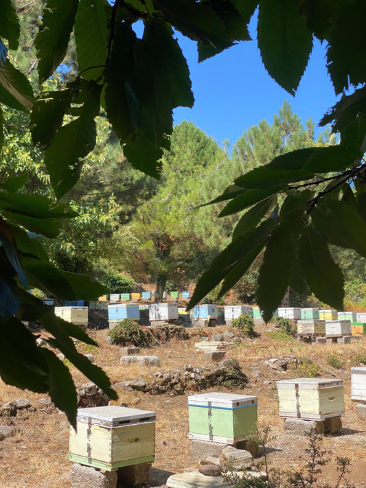 Kosmas 100% natuurlijke Honing: Puur Natuur uit het Hart van Samos